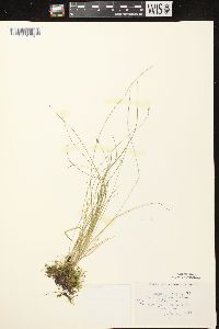 Carex leptalea subsp. leptalea image