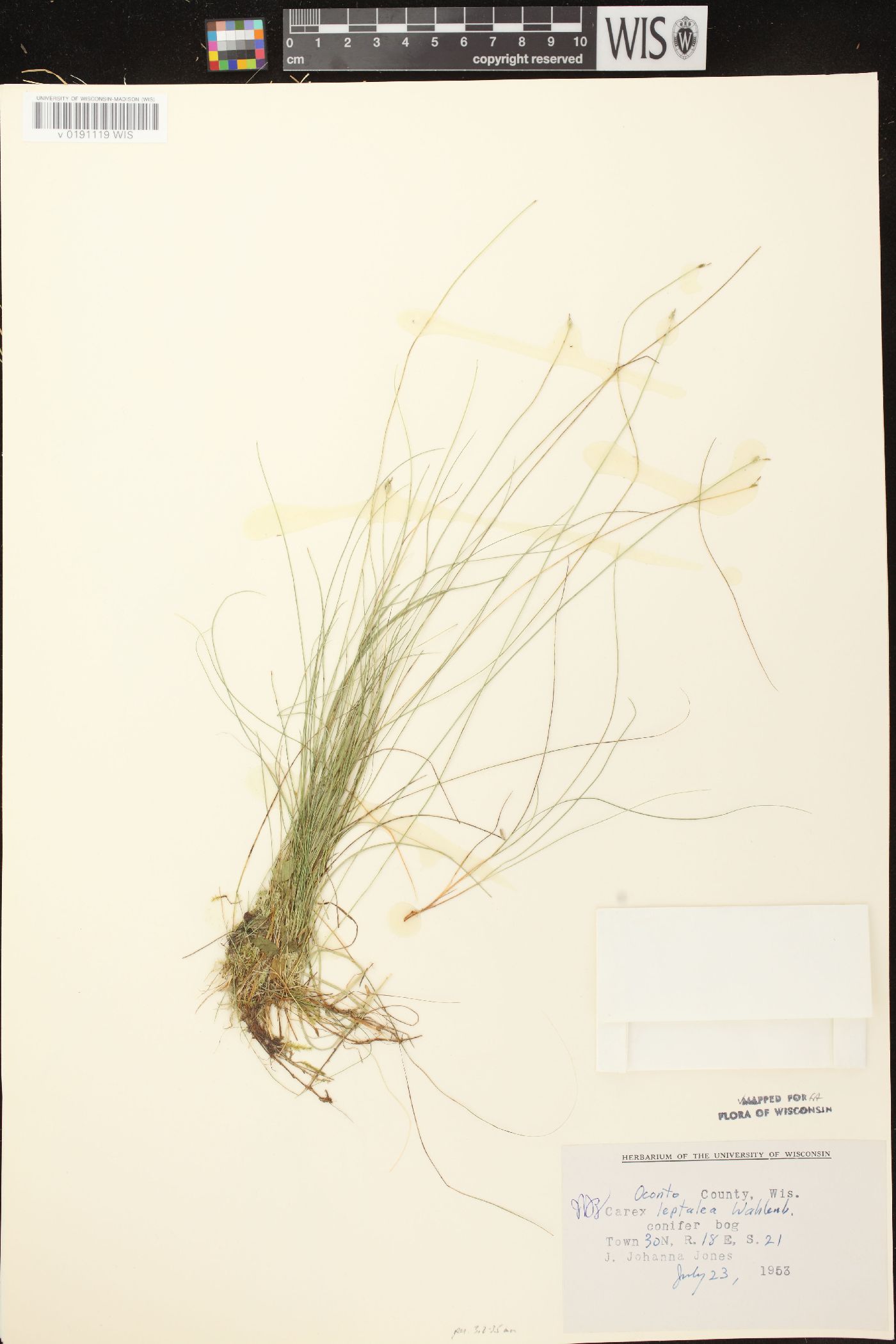 Carex leptalea subsp. leptalea image