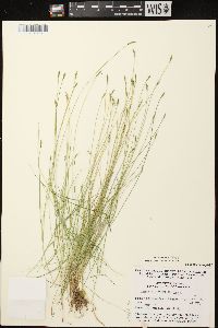 Carex leptalea subsp. leptalea image