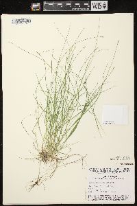 Carex leptalea subsp. leptalea image