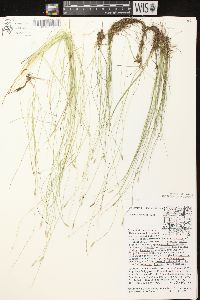 Carex leptalea subsp. leptalea image