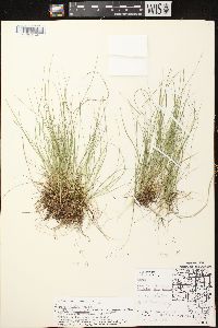 Carex leptalea subsp. leptalea image