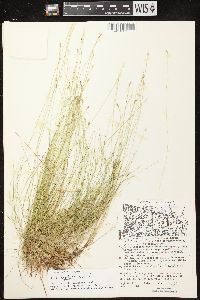 Carex leptalea subsp. leptalea image