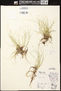 Carex disperma image