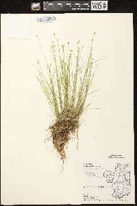 Carex leptalea subsp. leptalea image