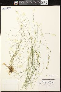 Carex leptalea subsp. leptalea image