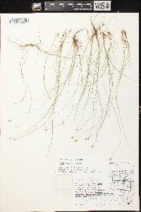 Carex leptalea subsp. leptalea image