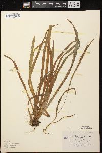 Carex leptonervia image