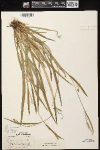 Carex leptonervia image