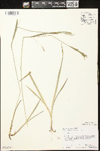 Carex leptonervia image