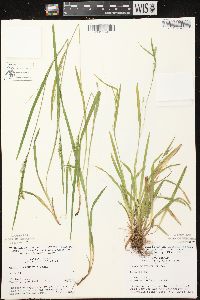 Carex leptonervia image