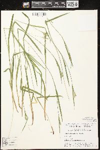 Carex leptonervia image