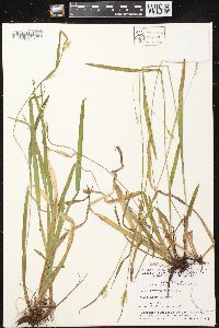 Carex leptonervia image