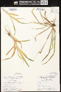 Carex leptonervia image