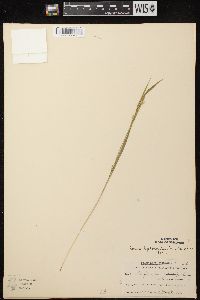 Carex leptonervia image