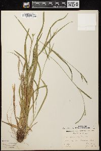 Carex leptonervia image