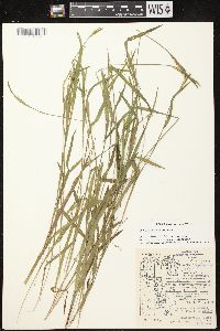 Carex leptonervia image