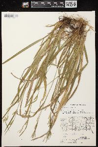 Carex leptonervia image