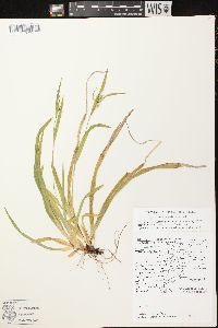 Carex leptonervia image