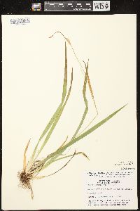 Carex leptonervia image