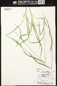 Carex leptonervia image