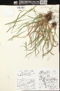 Carex leptonervia image