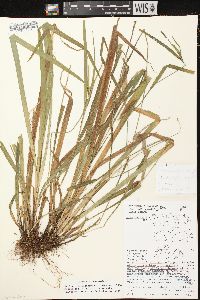 Carex leptonervia image