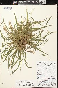 Carex leptonervia image