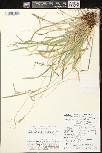 Carex leptonervia image