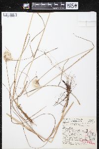 Eriophorum virginicum image