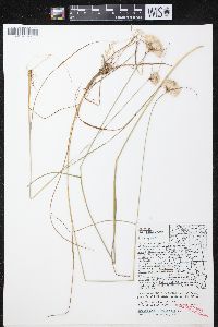 Eriophorum virginicum image