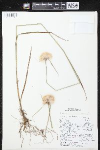 Eriophorum virginicum image