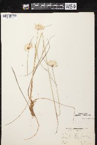 Eriophorum virginicum image