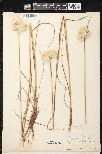 Eriophorum virginicum image