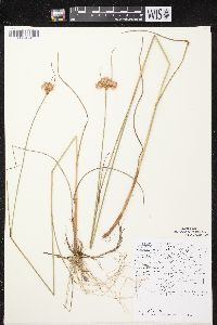 Eriophorum virginicum image