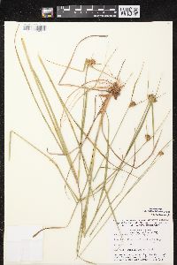 Eriophorum virginicum image