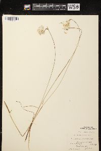 Eriophorum gracile image