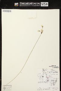 Eriophorum gracile image