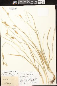 Carex meadii image