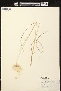 Eriophorum tenellum image