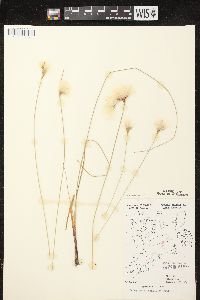 Eriophorum tenellum image