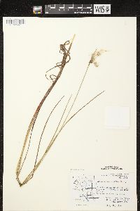 Eriophorum tenellum image