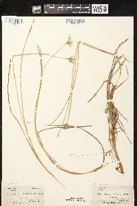 Eriophorum tenellum image