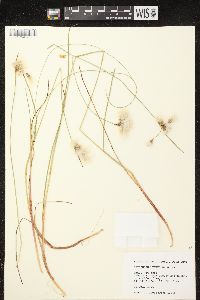 Eriophorum tenellum image