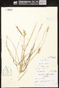 Carex merritt-fernaldii image