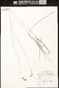 Carex merritt-fernaldii image