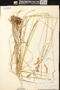 Carex merritt-fernaldii image