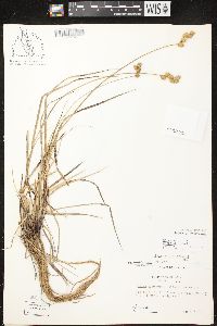 Carex merritt-fernaldii image