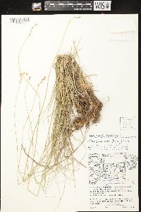 Carex merritt-fernaldii image