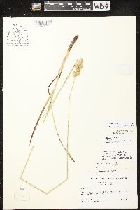 Carex merritt-fernaldii image